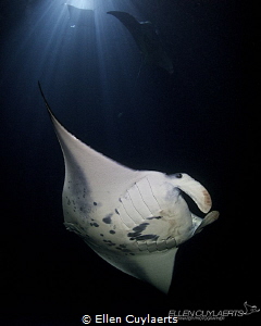 "Eye to Eye" (coloured version)
Mantas at night in Kona,... by Ellen Cuylaerts 